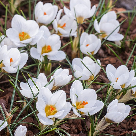 Crocus Jeanne d'Arc Bulbs