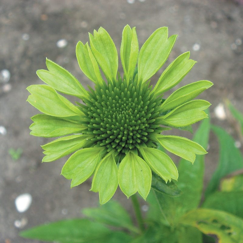 Echinacea purpurea Green Jewel Plants
