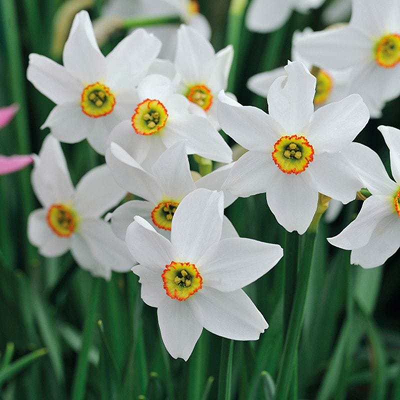 Narcissus Pheasant's Eye Flower Bulbs