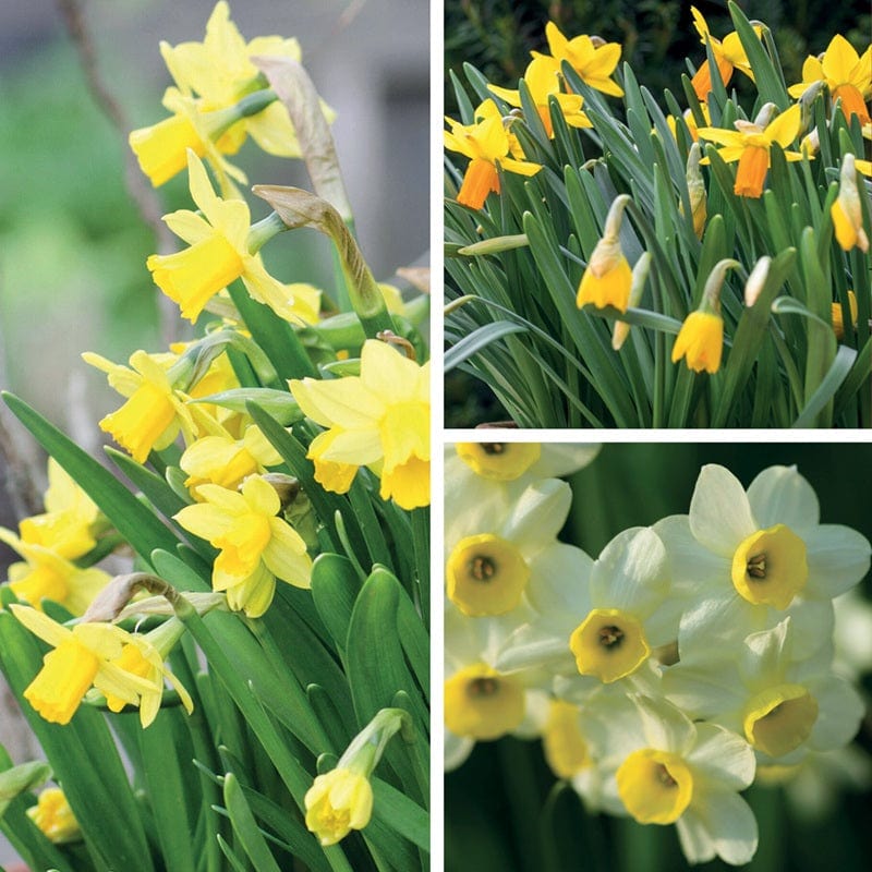 Narcissus for Containers Bulb Collection