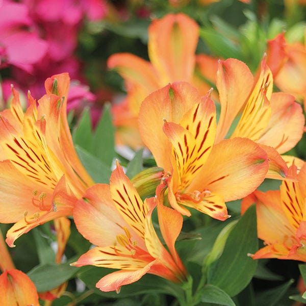 Alstroemeria Inticancha Bryce Flower Plants