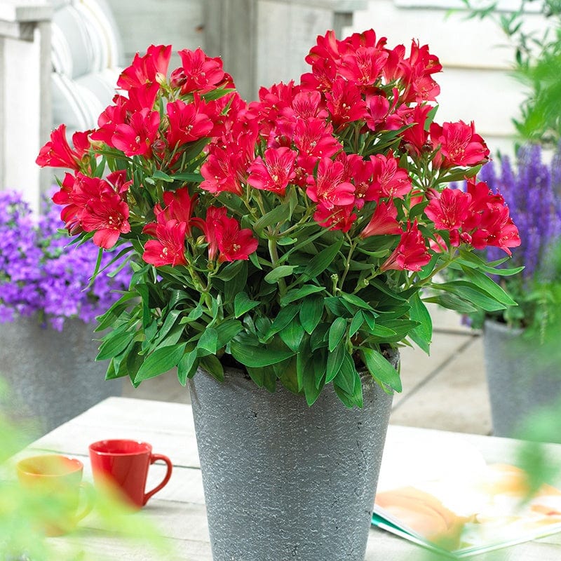 Alstroemeria Inticancha Red Flower Plants