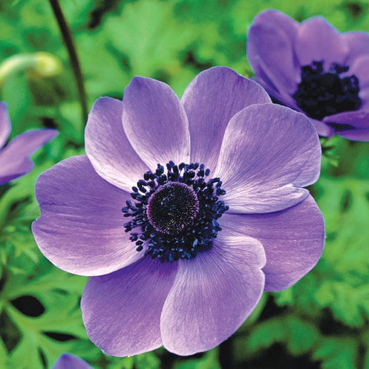 Anemone Mr Fokker Flower Bulbs