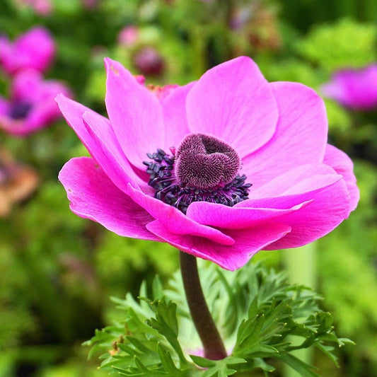 Anemone Sylphide Flower Bulbs