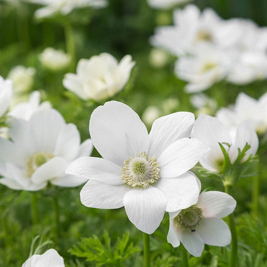 Anemone The Bride Flower Bulbs