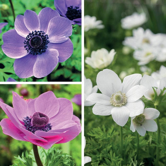 Anemone Coronaria Flower Bulb Collection