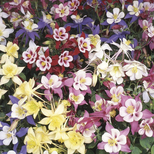 Aquilegia Swan Mixed F1