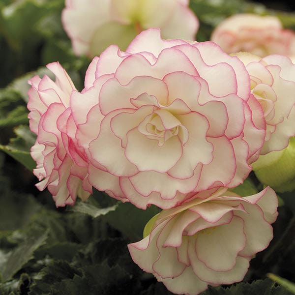 Begonia Amerihybrid Picotee Pink Halo Flower Tubers