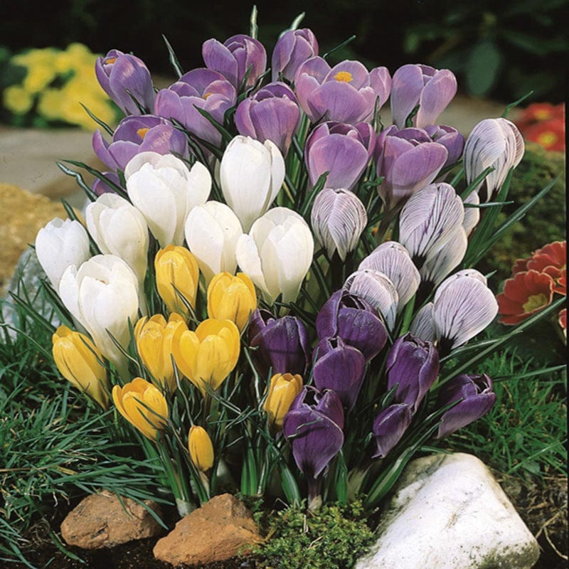 Crocus Species Mixed Bulbs