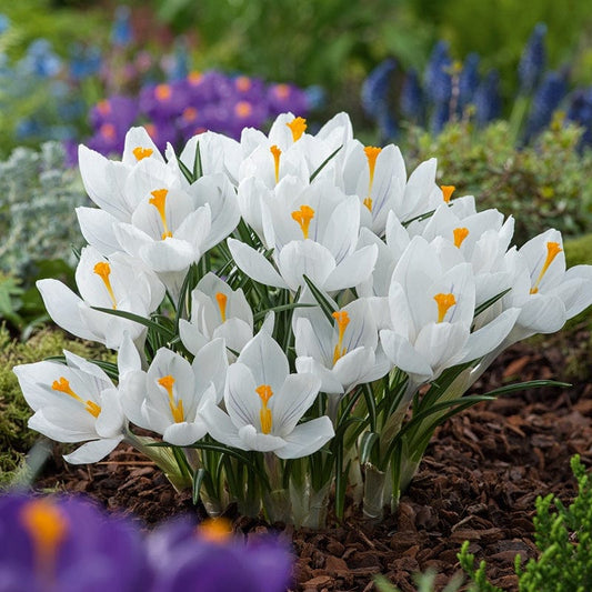 Crocus Jeanne d'Arc Bulbs