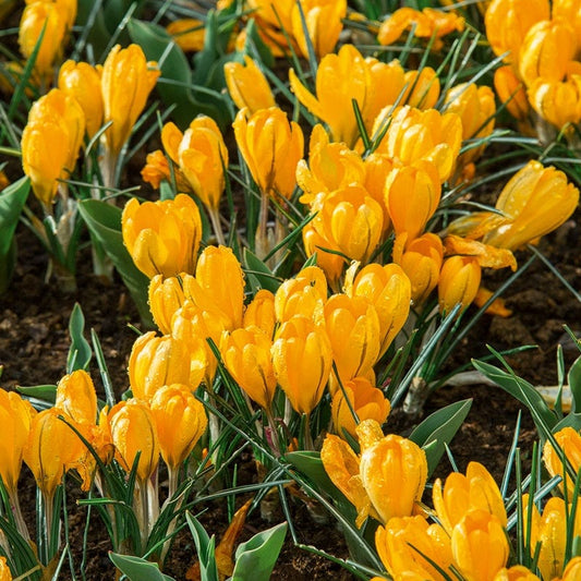 Crocus Golden Yellow Bulbs