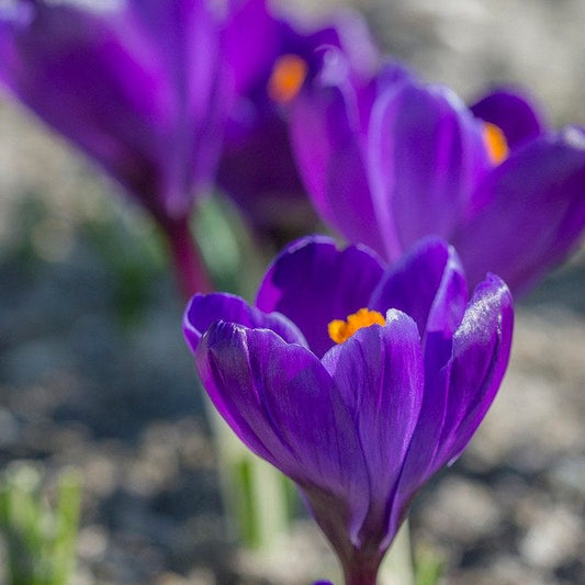 Crocus Grand Maitre Flower Bulbs