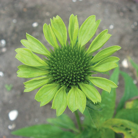 Echinacea purpurea Green Jewel Plants