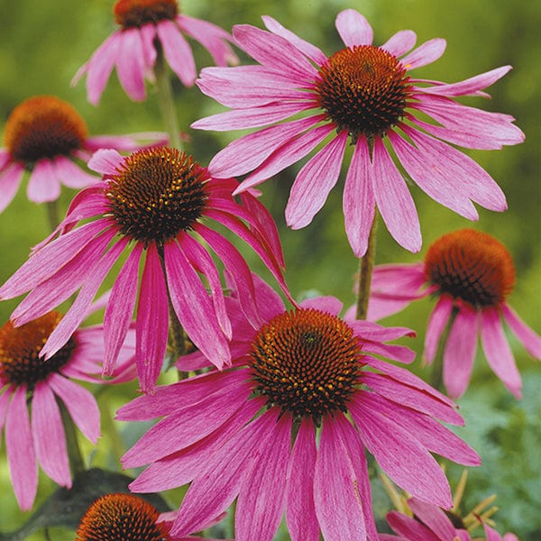 Echinacea Magnus Flower Plants