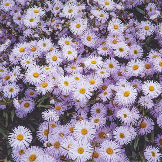 Erigeron Karvinskianus Lavender Lady