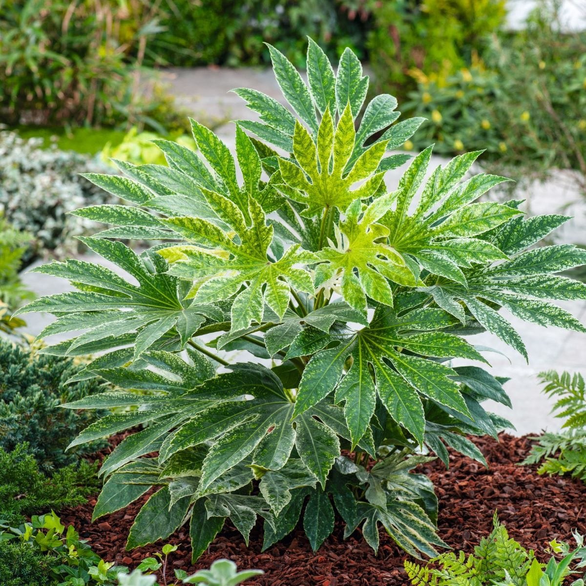 Fatsia japonica Spiders Web