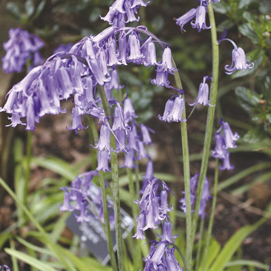 Bluebells 'in the green'
