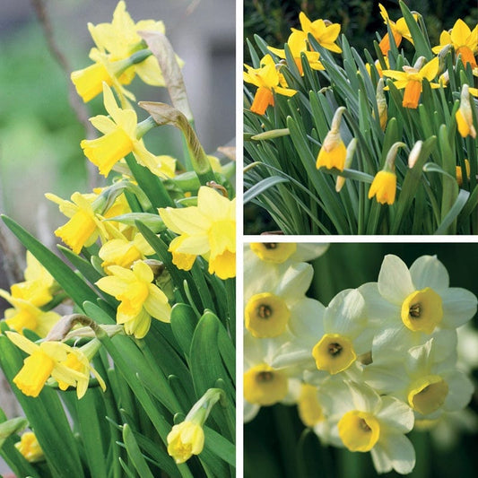 Narcissus for Containers Bulb Collection