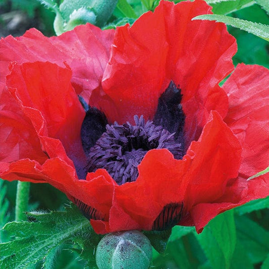 Poppy (Papaver orientalis) Beauty of Livermere