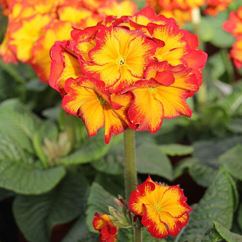 Polyanthus Showstopper Fire Dragon F1 Plants