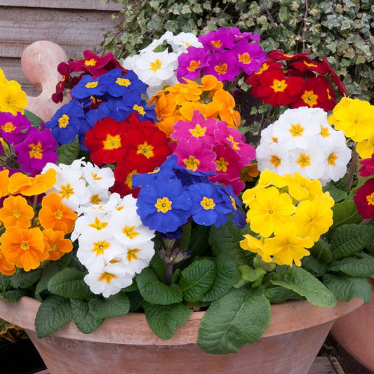 Polyanthus Crescendo Mixed F1 Plants