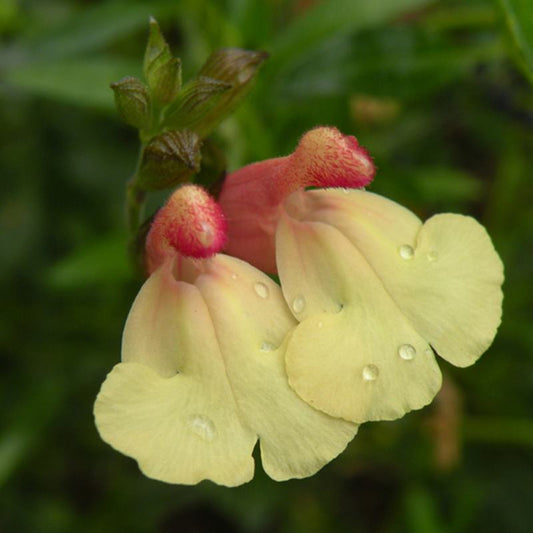 Salvia La Mancha Flower Plants