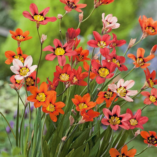 Sparaxis tricolor Flower Bulbs
