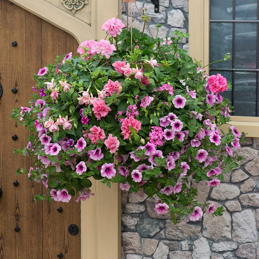 Pink To Rose Basket Mix Plants
